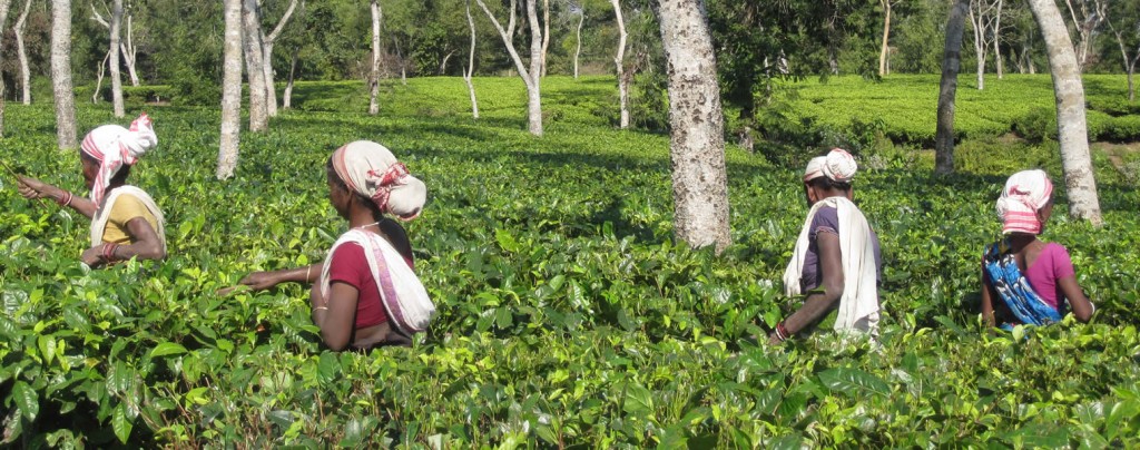 Tea workers