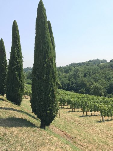 Scenic Italian vineyard