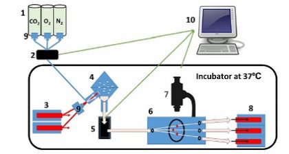 Microfluidic system for real-time monitoring of biliary transport in precision-cut liver slices