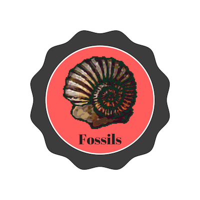 fossils