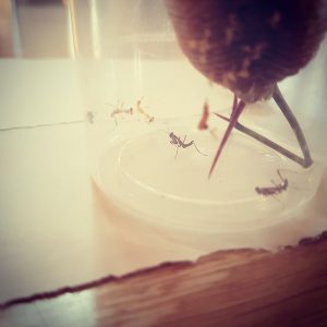 Baby mantids hatching from a nest and taking their first steps. 