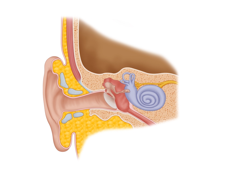 Normal Hearing Ear