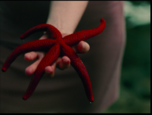 Hand holding red starfish.