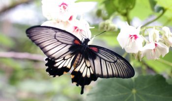 A grey and black butterfly on pink and white flowers.