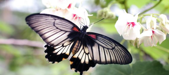 A grey and black butterfly on pink and white flowers.