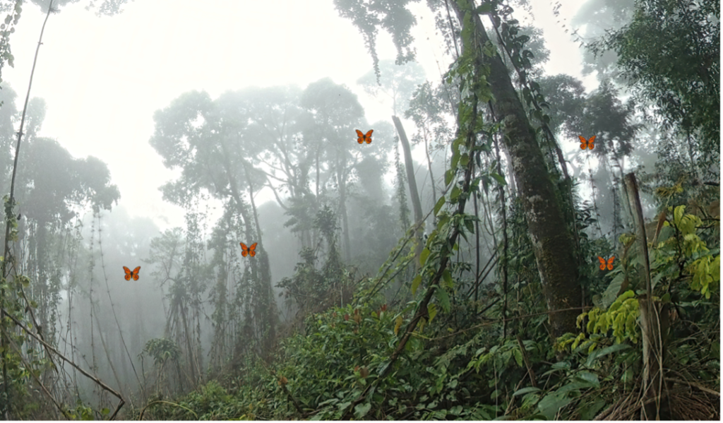 The amazonian jungle with a collection of monarch butterflies around the image.