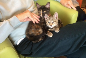 An elderly women sat in an armchair with two kittens on her lap.