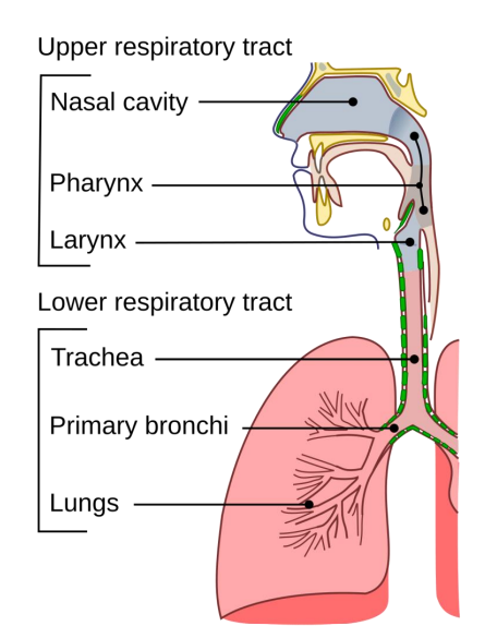 A diagram of the human respiratory system, divided into the upper and lower respiratory tracts.