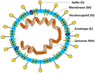 
A labelled diagram of a coronavirus structure, showing its components.