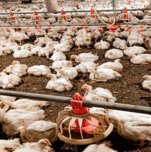 A big poultry farm with many chickens packed together, the chickens are surrounded by feeding and drinking systems 