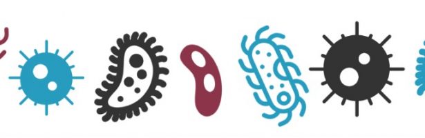 Fibre Highways – Microbe translocation video