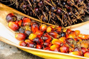 Read more about the article Eco Hair and Beauty on Palm Oil