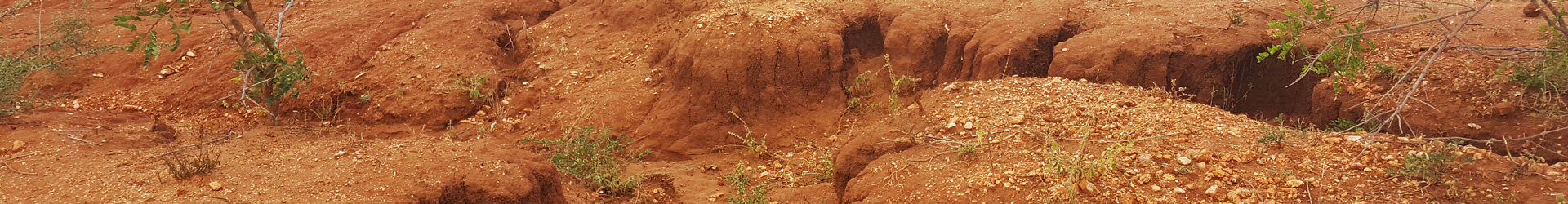 West Pokot Pastoralist Recent Climate Change adaptation strategies: Camel Rearing
