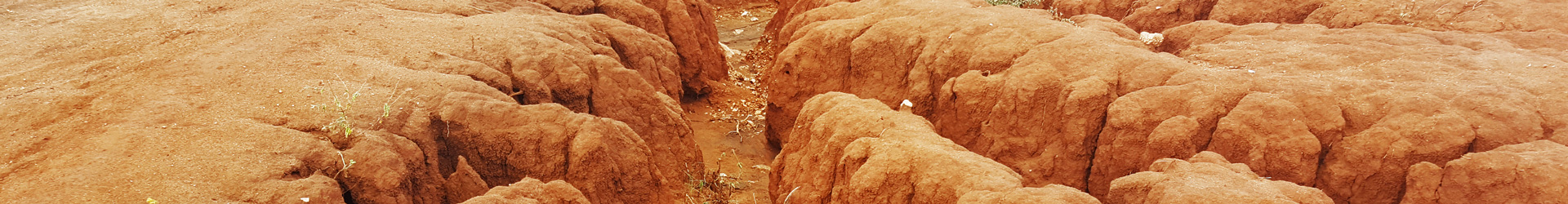 West Pokot Pastoralist Recent Climate Change adaptation strategies: Camel Rearing