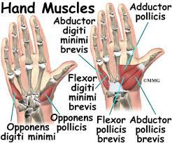 Hand Anatomy - eOrthopod.com