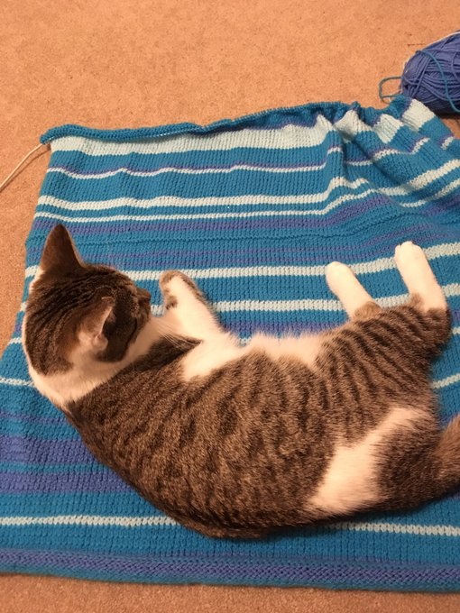 Tabby and white cat lying on the start of the blanket, knitted with temperature data from January and February