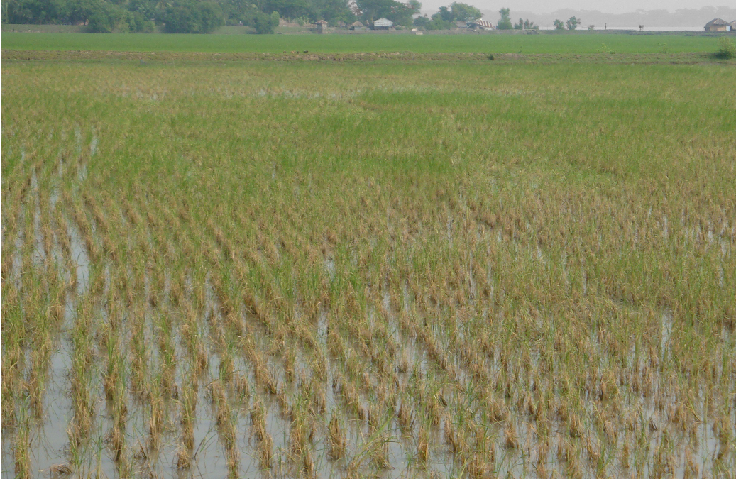 Climate Change Impacts