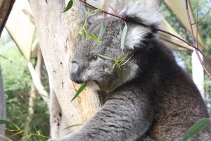 A koala!