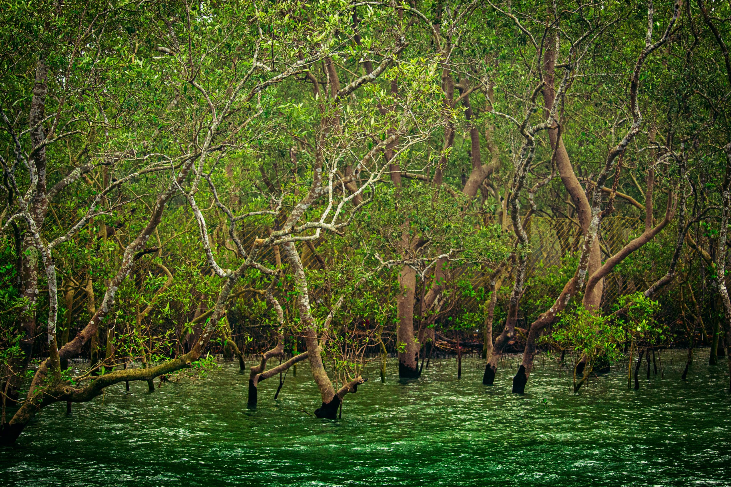 Mangrove Outdoors  VentDry II (Hinterland Green)