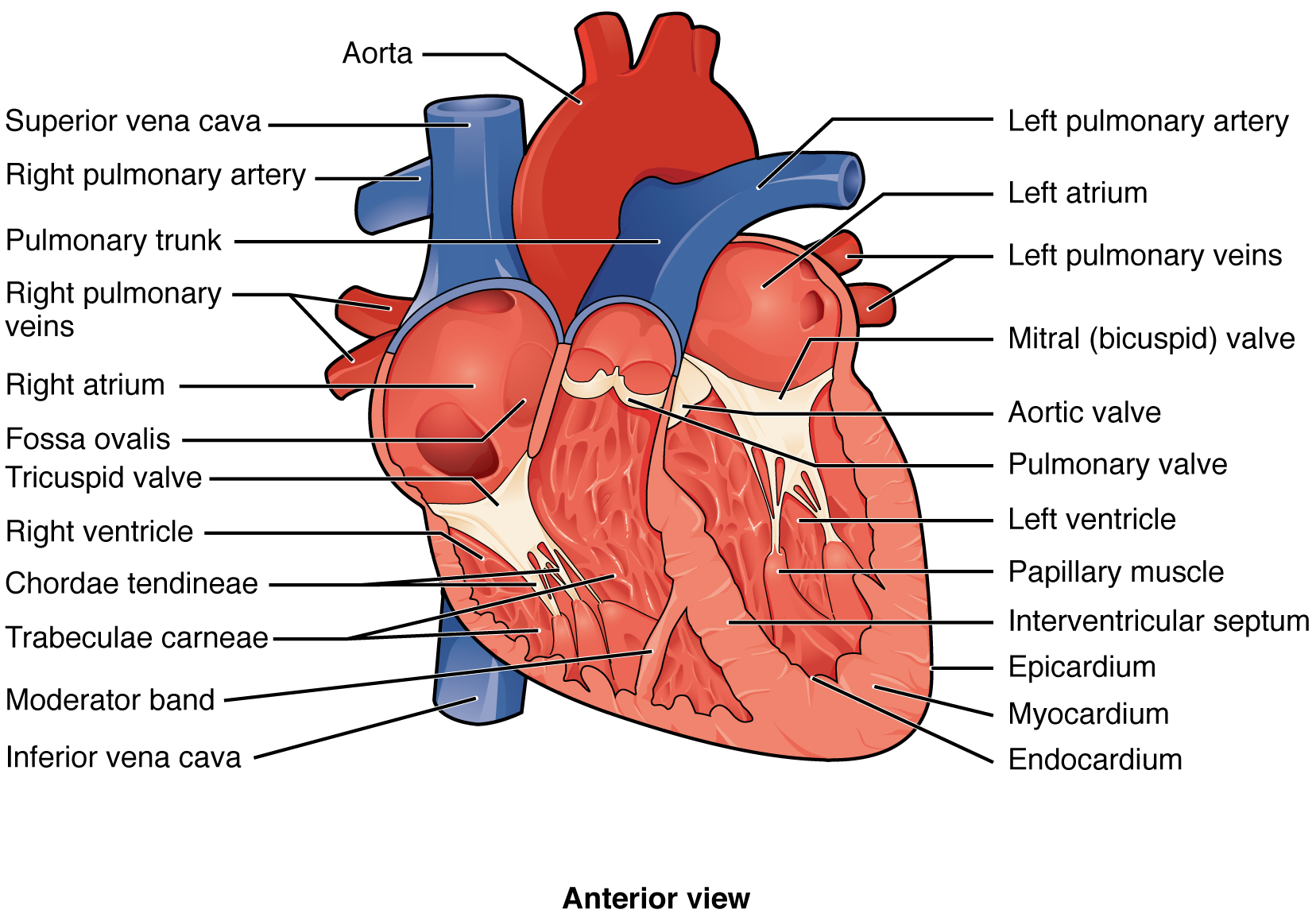 A labelled Diagram of the Internal Anatomy of the Heart