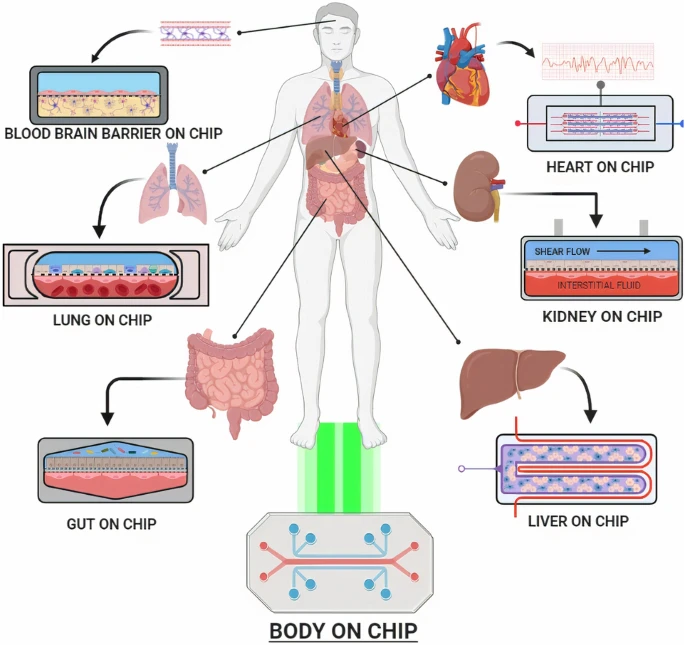 Miniature Miracles How Organs On Chips Are Revolutionizing Healthcare 